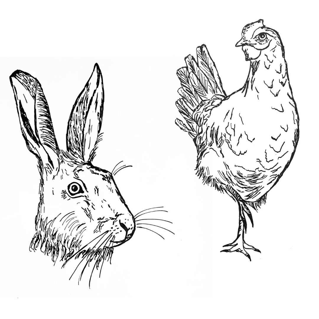 Schwarz-Weiß-Zeichnung eines Hasenkopfes und eines Huhns