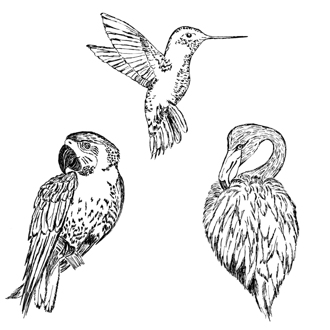 Schwarz-Weiß-Zeichnung eines Kolibris, eines Papageis und eines Flamingos