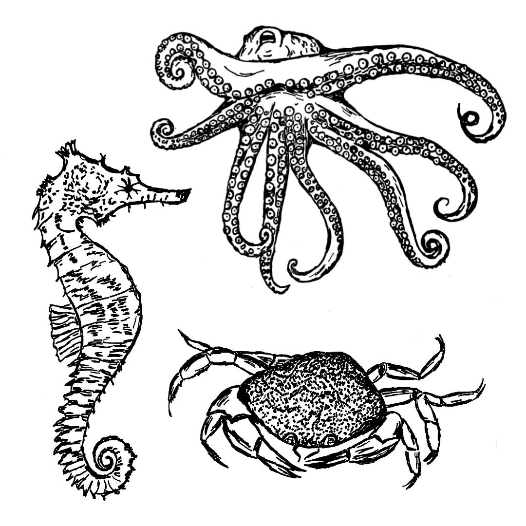 Schwarz-Weiß-Zeichnung eines Seepferdchens, eines Oktopus und eines Krebses